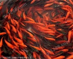红鲤鱼苗兴国红鲤鱼苗价格