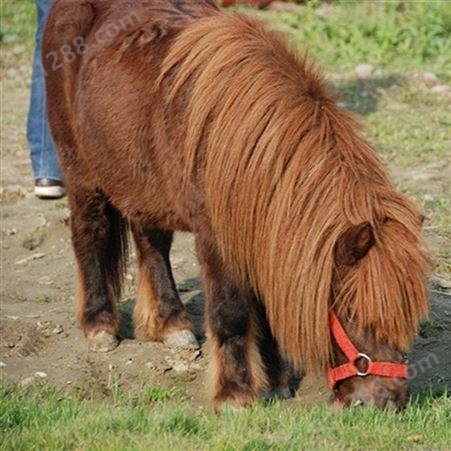 设特兰矮马养殖场 景区骑乘小马游乐园适用 好饲养
