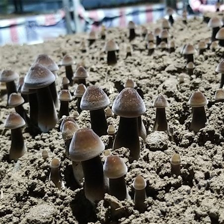 黑皮鸡枞菌种植技术培训 山东联盛菌业