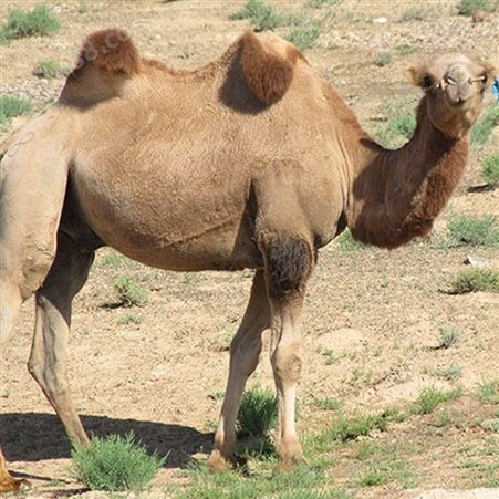 景区观赏骑乘骆驼出售 双峰驮运 体格健壮 易饲养