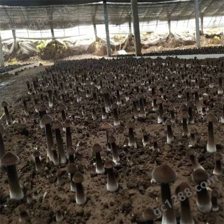 联盛 江苏鸡枞菌基地 食用黑皮鸡枞菌 供应定做