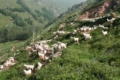 羊肉，羊，山羊，山羊肉，绵羊，麻羊肉，黑山羊，麻羊，黑山羊肉