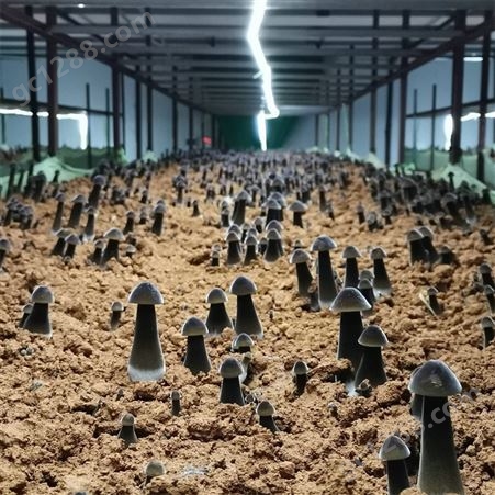 联盛 北京鸡枞菌厂家 北京鸡枞鲜货 价格合理