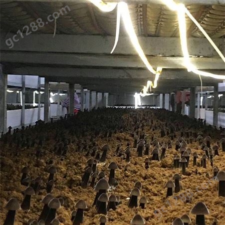 联盛 重庆鸡枞厂家 食用菌 欢迎咨询