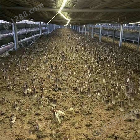 联盛 黑皮鸡枞菌种植效益 鸡枞菌种植 生产厂家