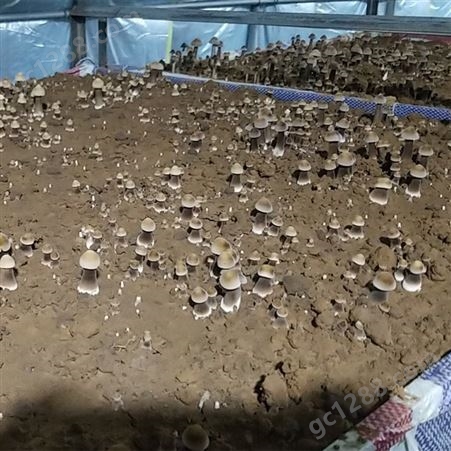黑皮鸡枞菌种植技术培训 山东联盛菌业