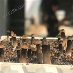 联盛 重庆鸡枞菌厂家 食用黑皮鸡枞菌 欢迎选购