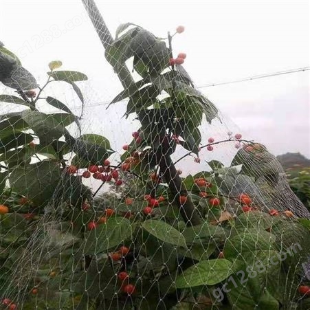 植物保护网 葡萄果园果树 防鸟网 稻谷白色尼龙防护网 航瑞工厂