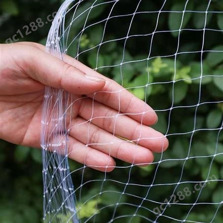 供应防鸟网 果树果园苹果 阳台花卉 透明防护防虫网