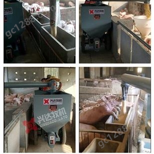 XD-YZWLC-700XD猪自动喂料器 猪场自动喂料系统 猪场自动喂料机