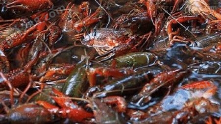 产地直销 淡水龙虾 养殖小龙虾苗 大量批发小龙虾虾苗